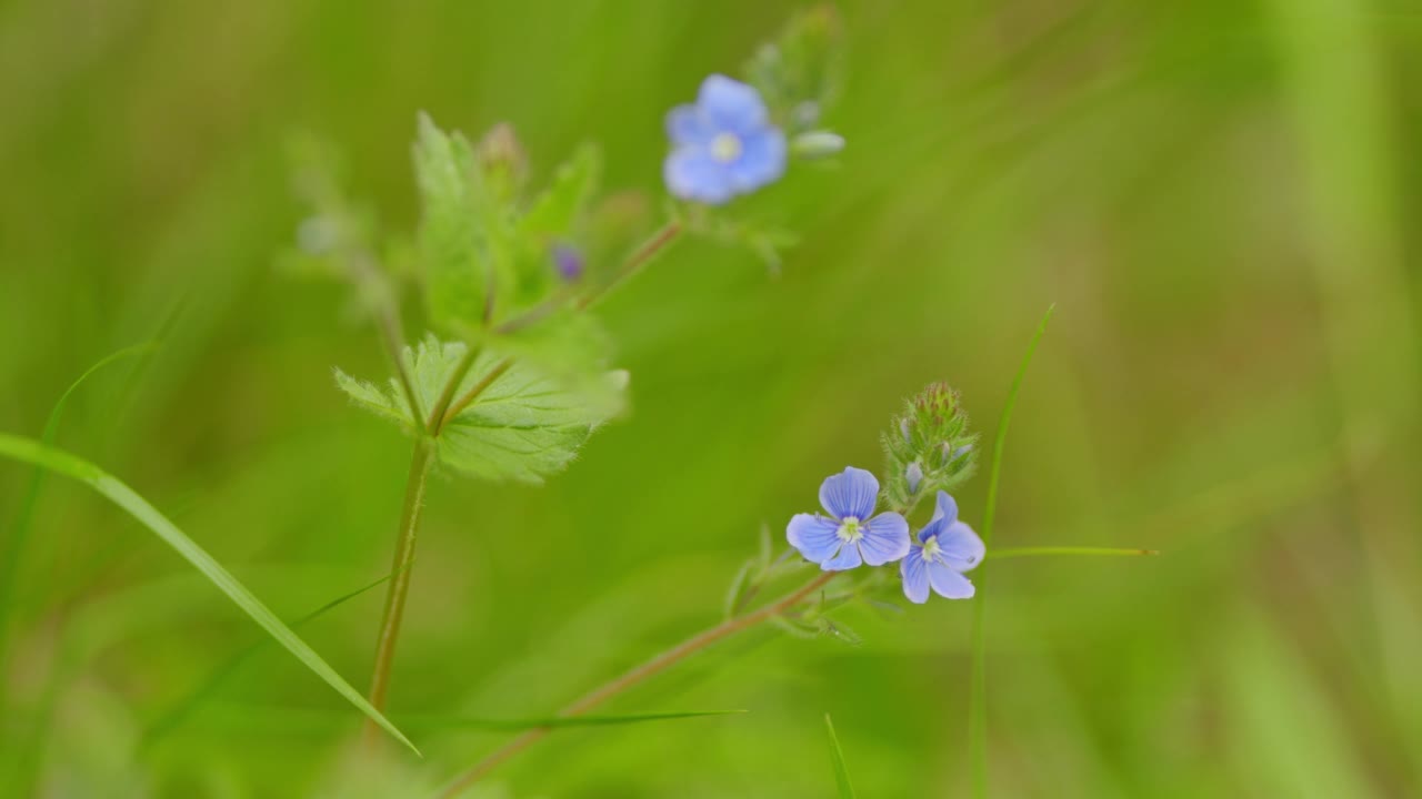 野花堇型花。维罗妮卡的蓝色花，被称为鸟眼，田或波斯speedwell。缓慢的运动。视频素材
