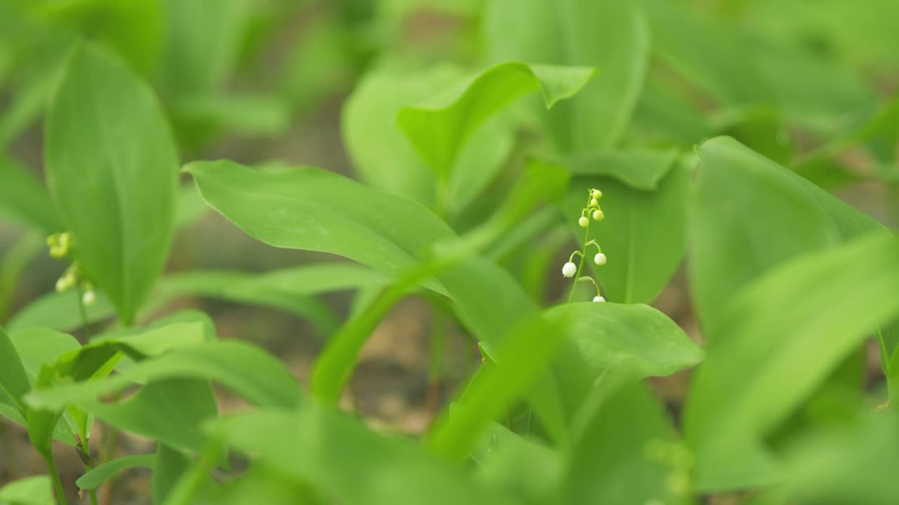 森林里山谷里开花的百合花。自由空间，自然概念。有选择性的重点。视频素材