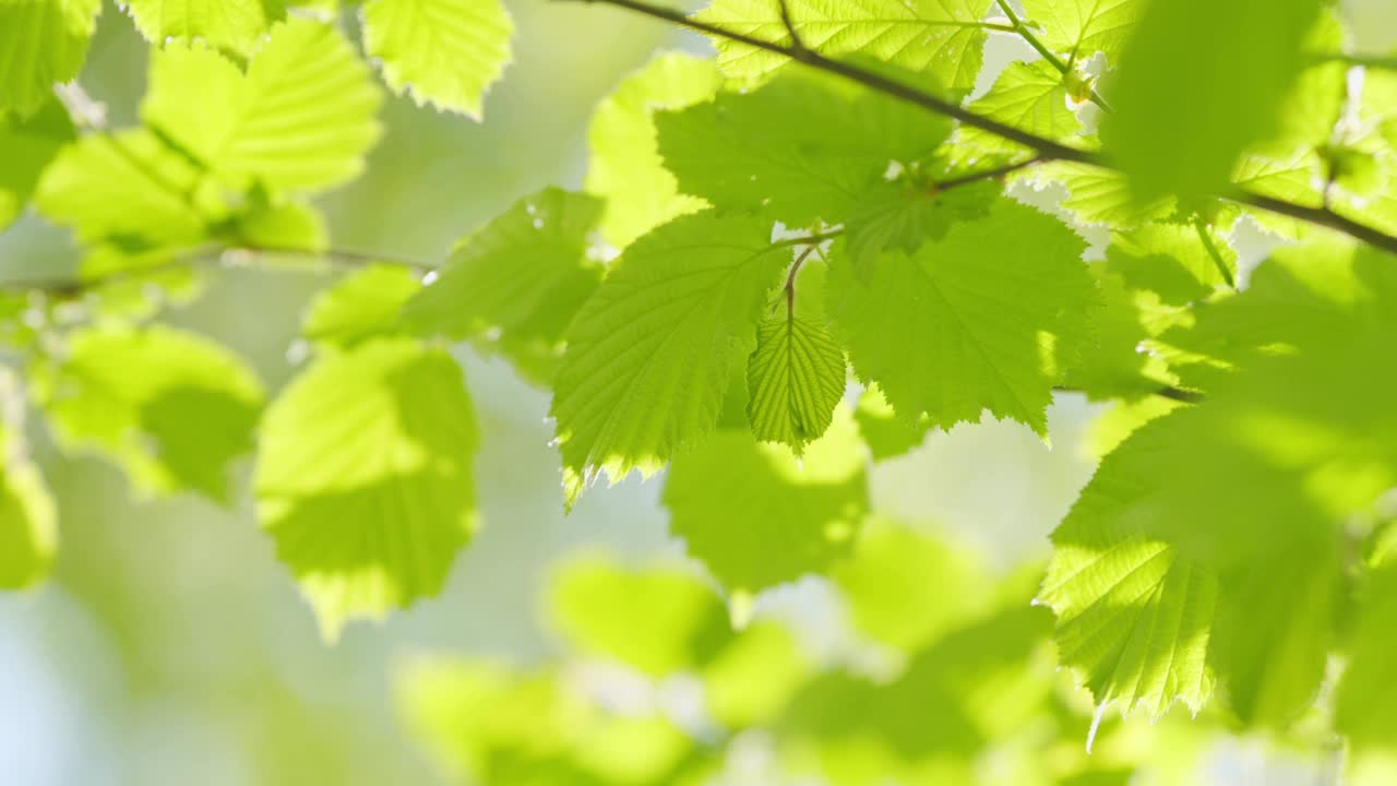 绿色的菩提树叶子在春天的树枝上。在一个阳光明媚的日子里。散景。视频素材