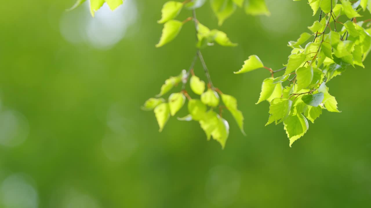 在阳光明媚的日子里，白桦树的绿叶在模糊的背景上随风摇曳。有选择性的重点。视频素材