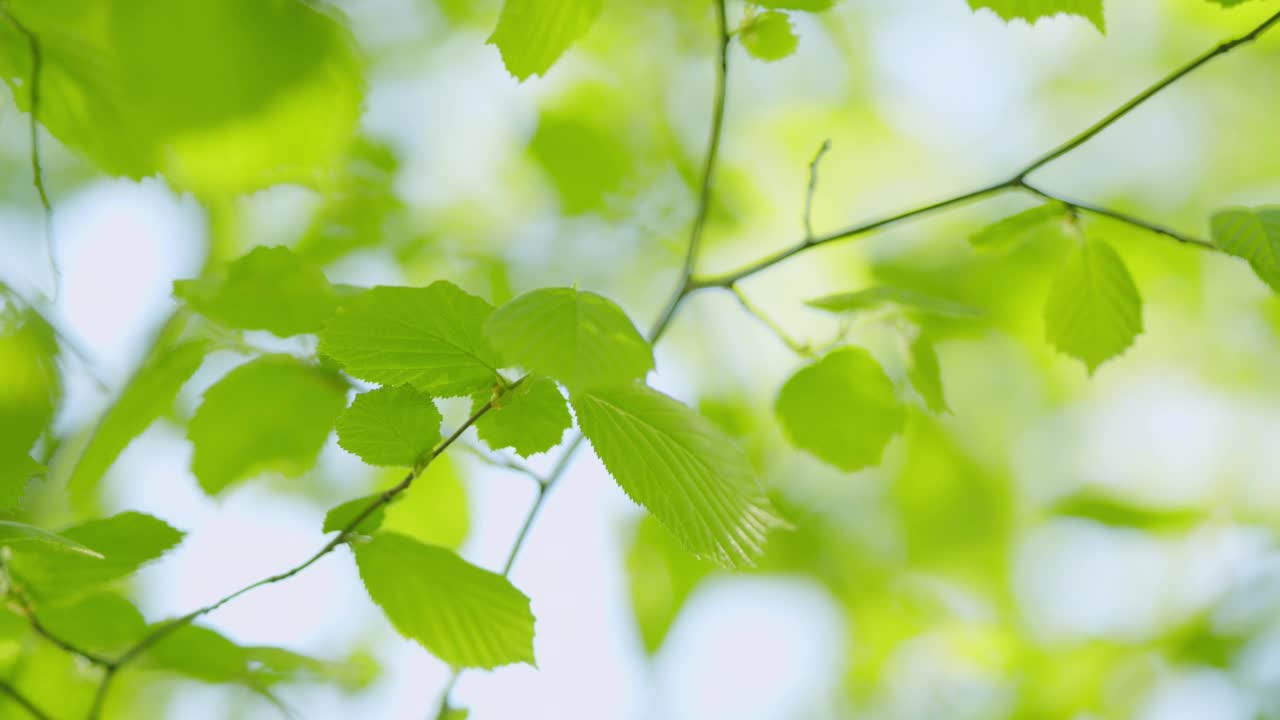 春天椴树的新鲜绿叶被阳光照亮。缓慢的运动。视频素材