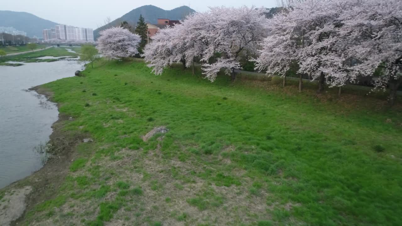 韩国全罗南道顺川市丰德区，樱花与自然融为一体的东川川视频素材