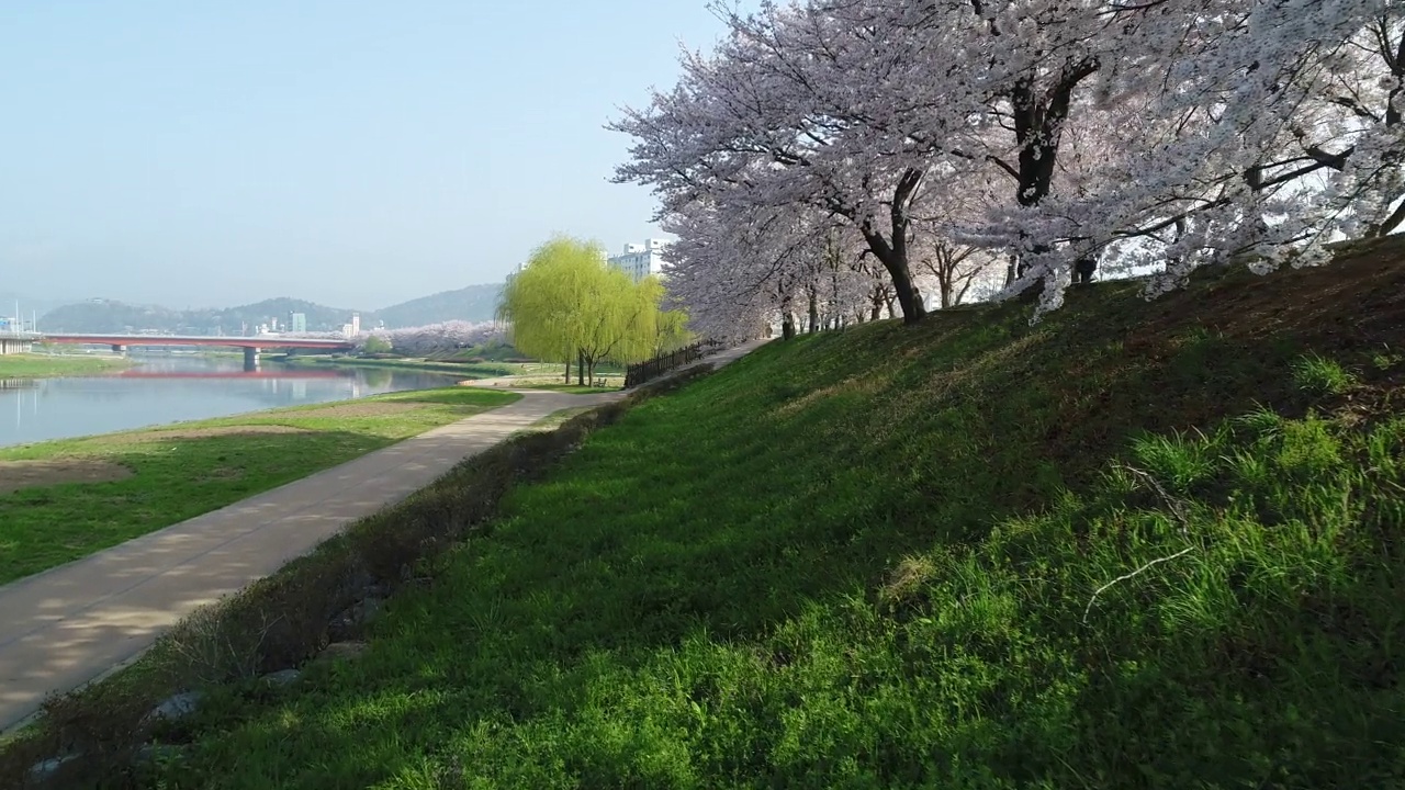 韩国全罗南道顺川市丰德区，东川川边有长廊和樱花视频素材