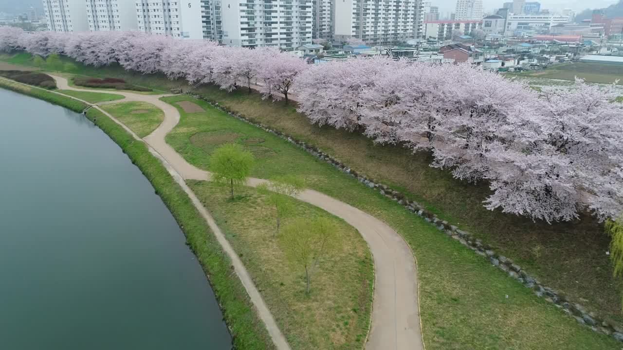 韩国全罗南道顺川市丰德区樱花盛开的东川川视频素材