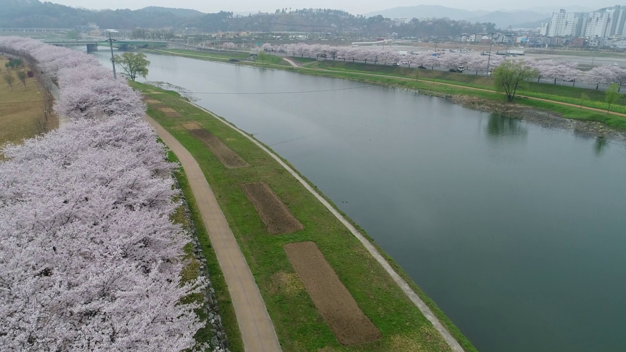 韩国全罗南道顺川市丰德区樱花盛开的东川川视频素材