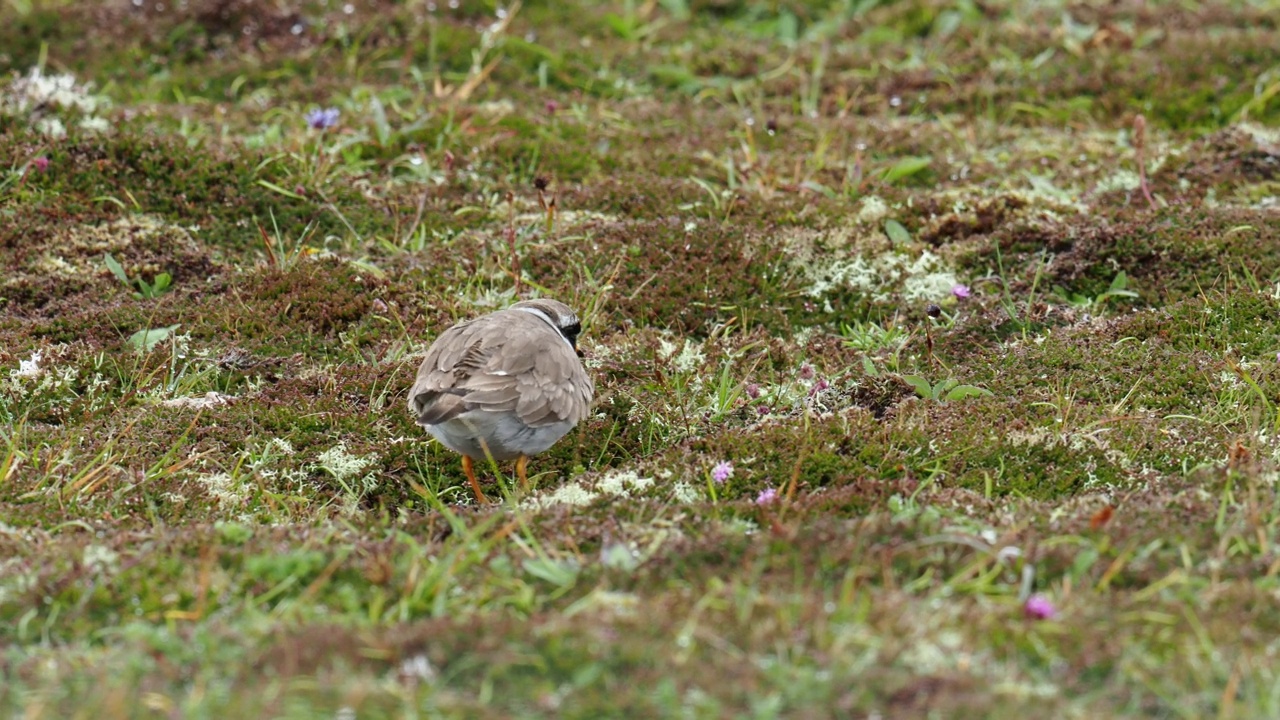 一个环千鸟;Charadrius hiaticula;在英国苏格兰设得兰大陆Esha Ness举行。视频素材