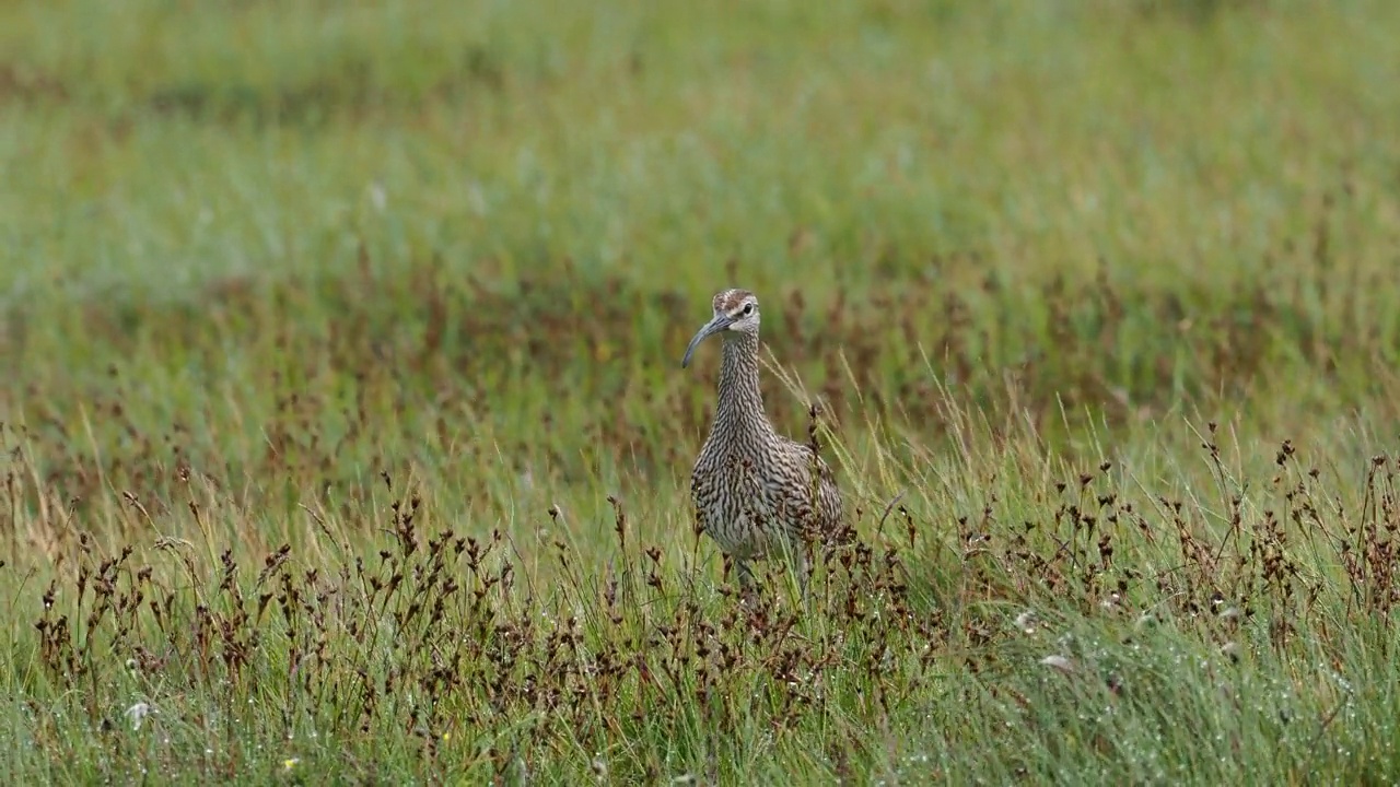 欧亚杓鹬;Numenius phaeopus;在英国苏格兰设得兰大陆Esha Ness举行。视频素材