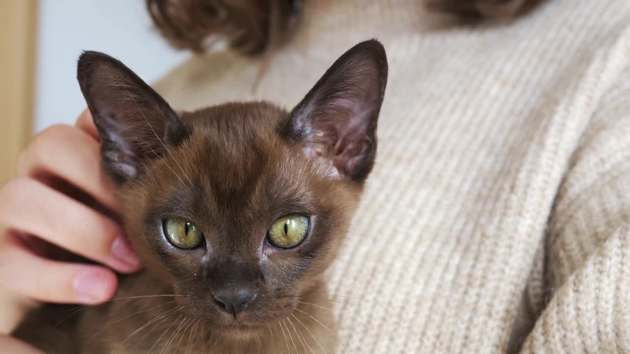 主人手里的小猫顽皮又快乐。女孩抚摸小猫。可爱的缅甸猫的肖像，国内小猫躺在手上。猫睡觉。快乐可爱宠物的概念视频素材