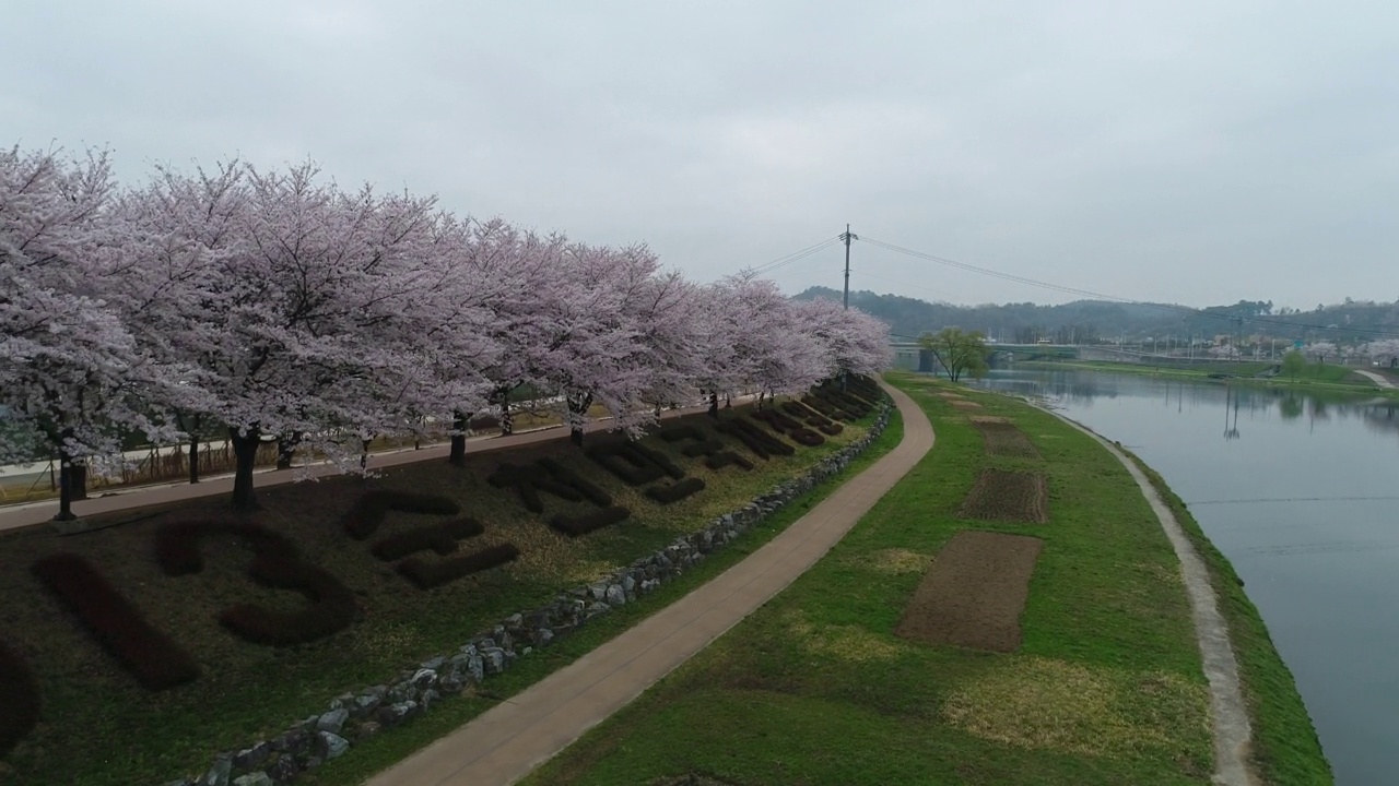 韩国全罗南道顺川市丰德区樱花盛开的东川川视频素材