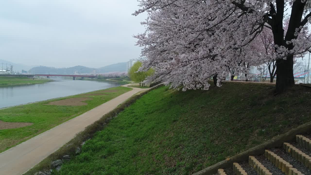 韩国全罗南道顺川市丰德区，东川川边有长廊和樱花视频素材