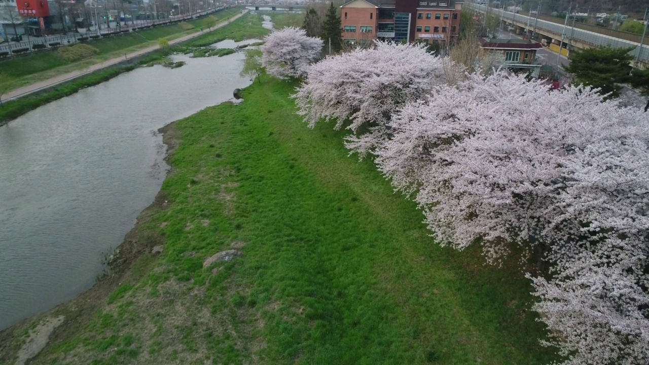 樱花盛开的东川川，韩国全罗南道顺川市丰德区视频素材