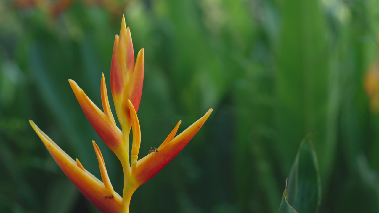 一群蚂蚁在一个爬行的heliconia花绿叶背景。视频素材