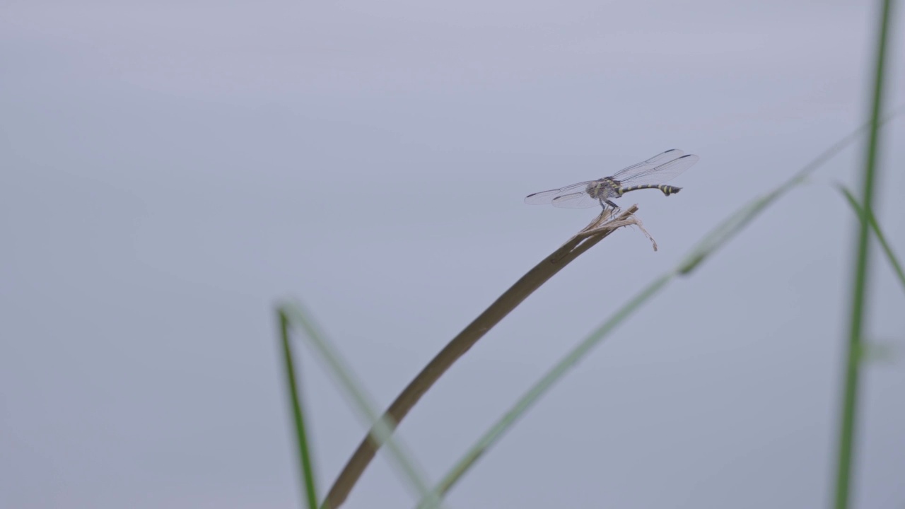 蜻蜓在树枝上飞行在早上。视频素材