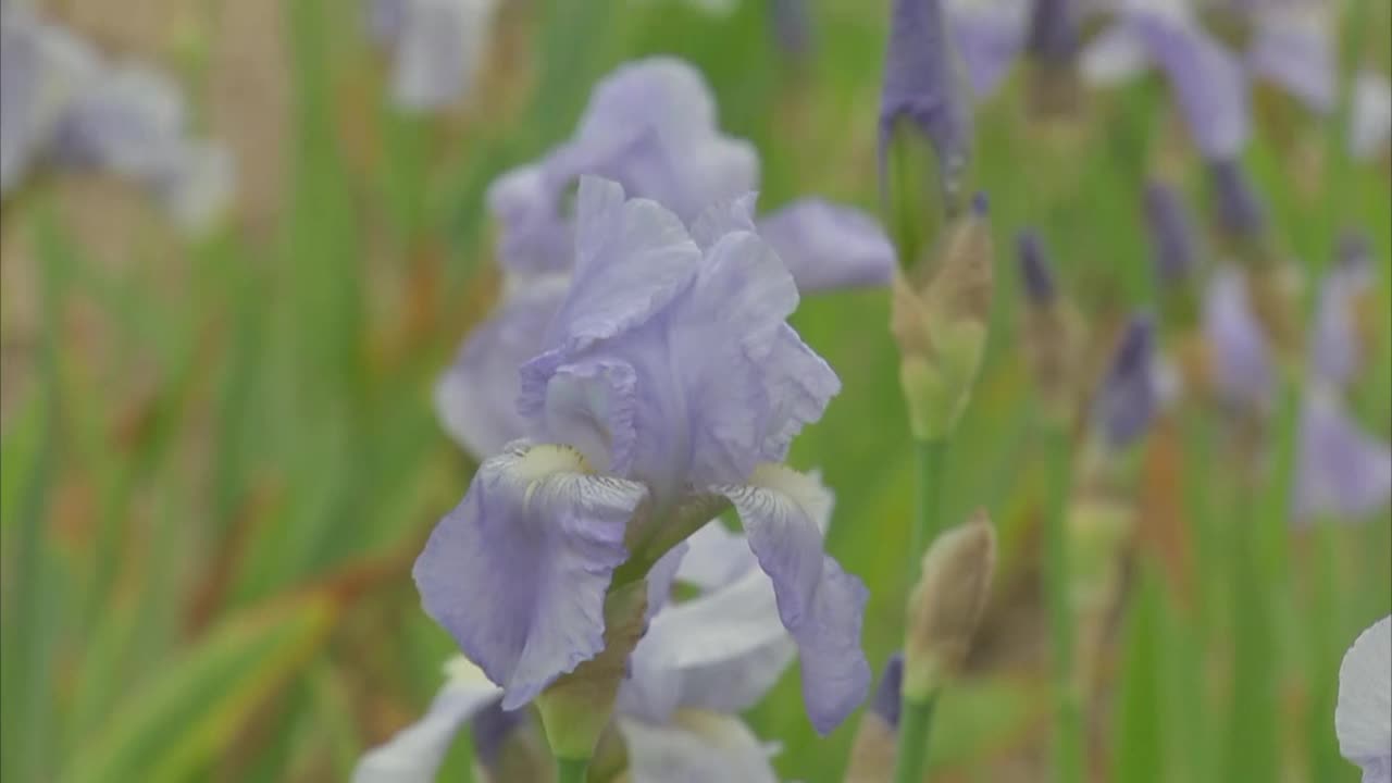 商业种植的鸢尾花视频素材