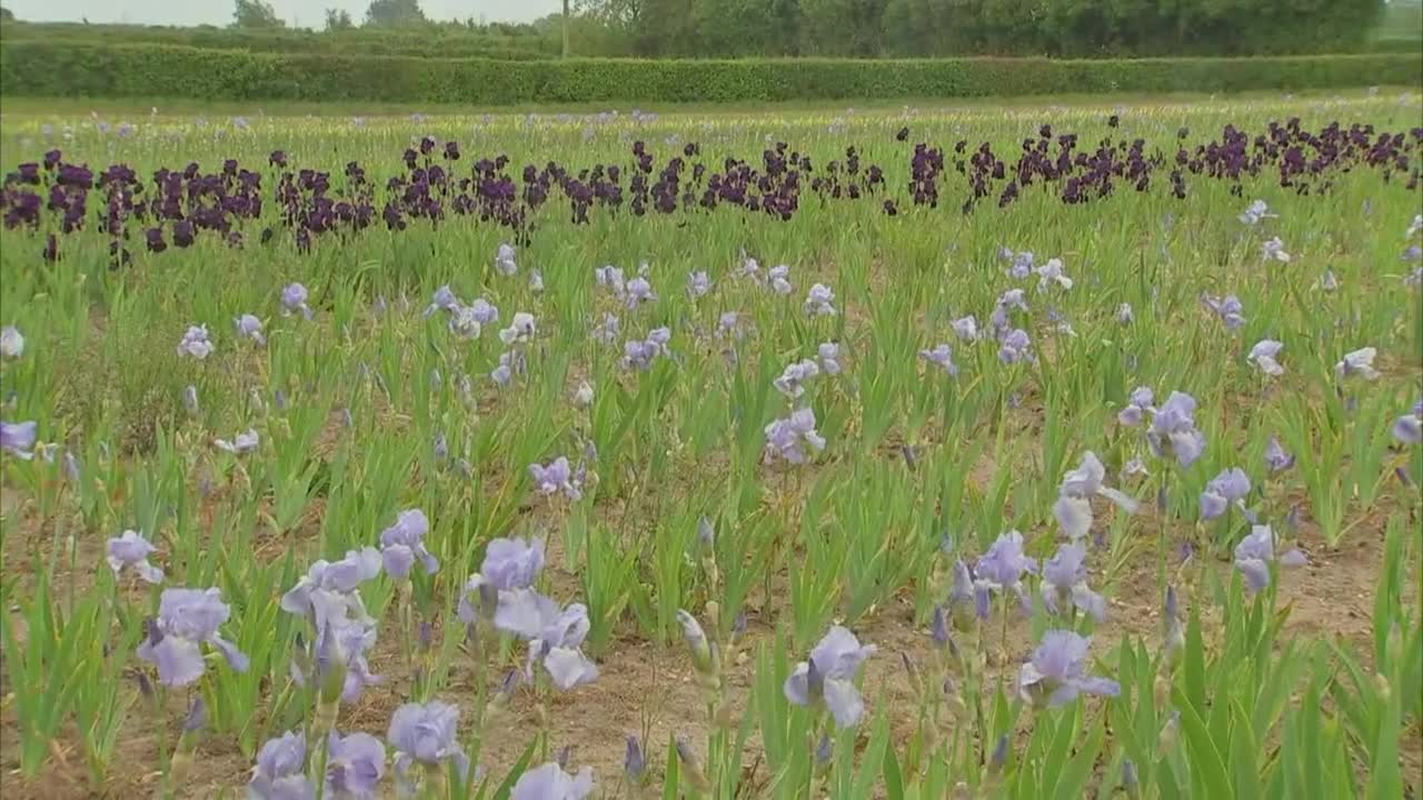 商业种植的鸢尾花视频素材