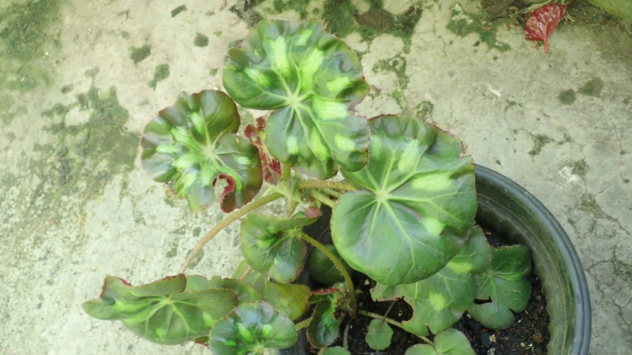 荷叶海棠，盆内百合叶海棠观赏植物，是海棠科开花植物。视频素材