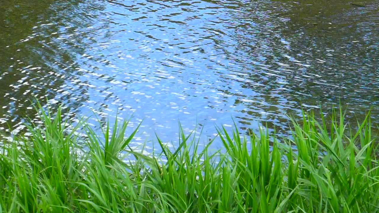 河水流动和植物。视频素材