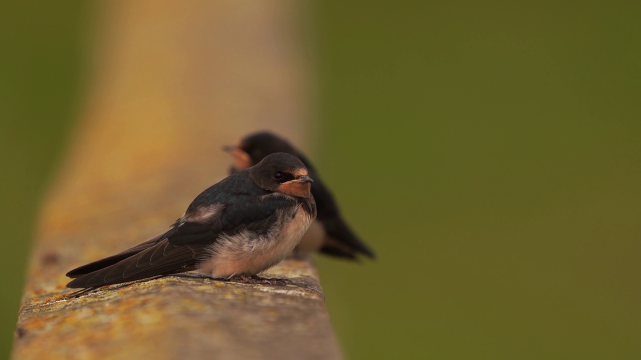 两只幼年的谷仓燕子(Hirundo rustica)坐在篱笆上——一个特写视频素材