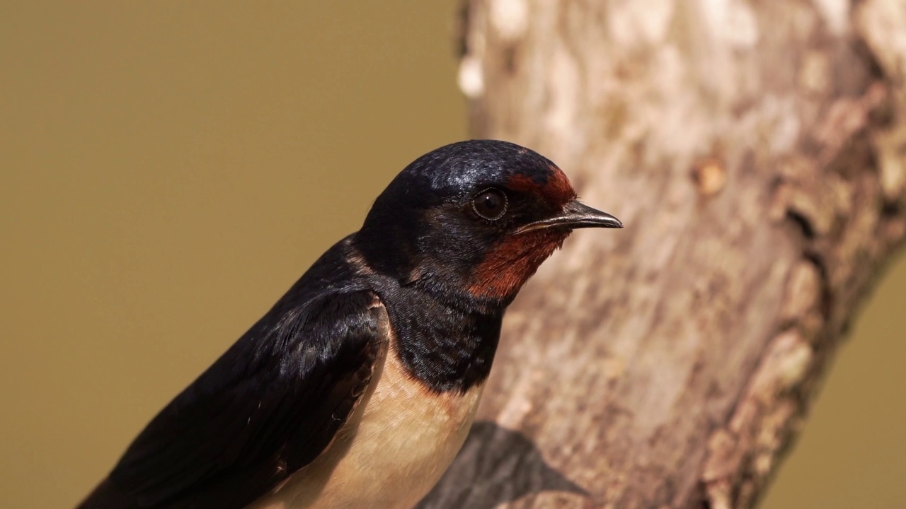 一只成年仓燕的特写(Hirundo rustica)视频素材