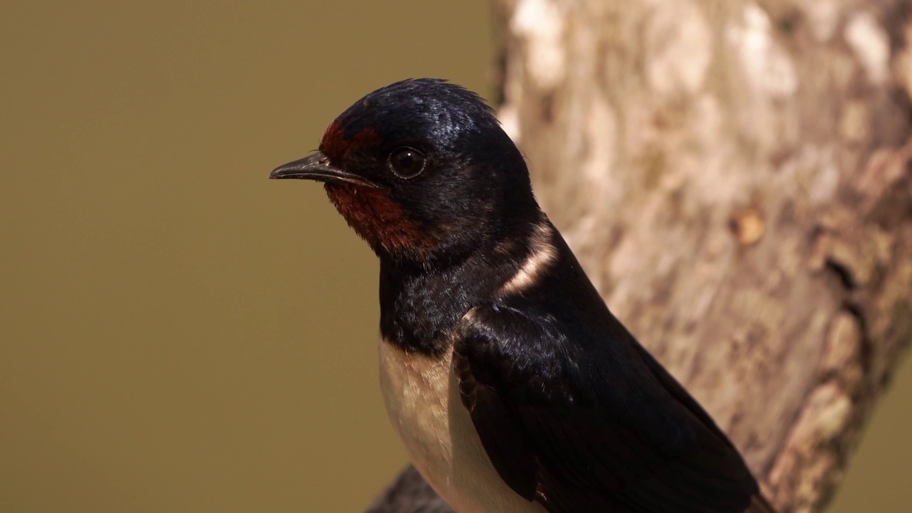 一只成年仓燕的特写(Hirundo rustica)视频素材