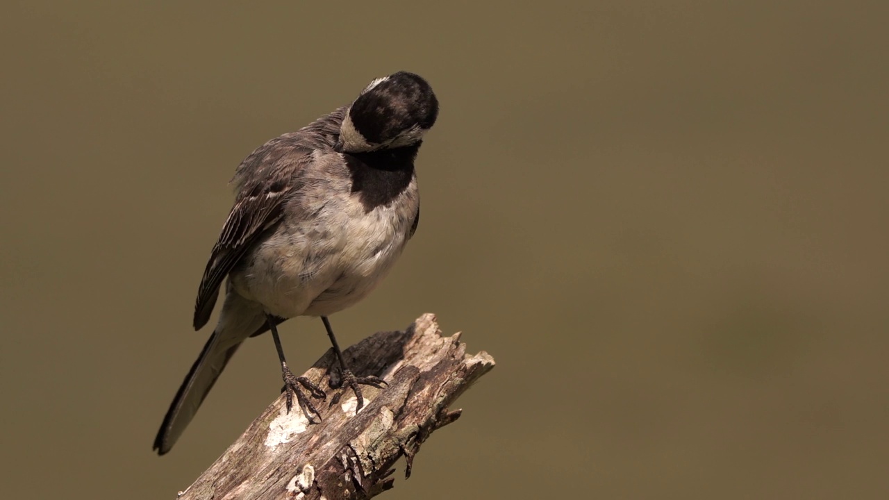 白色鹡鸰(Motacilla alba)抛光是羽毛视频素材