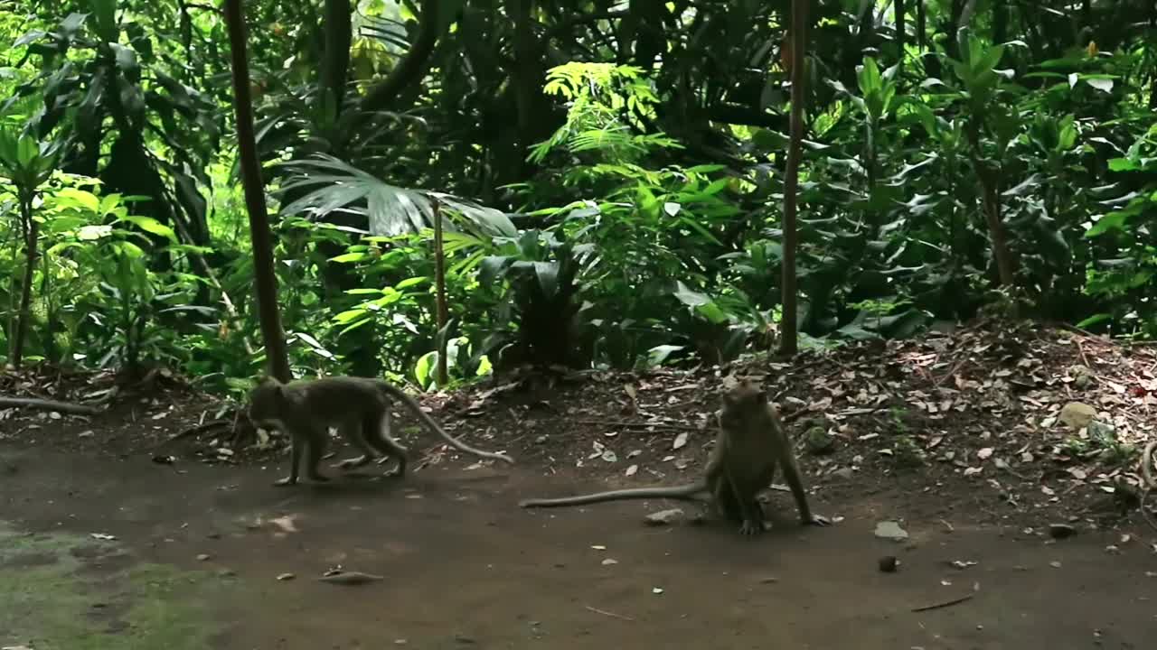 猴子在森林视频素材