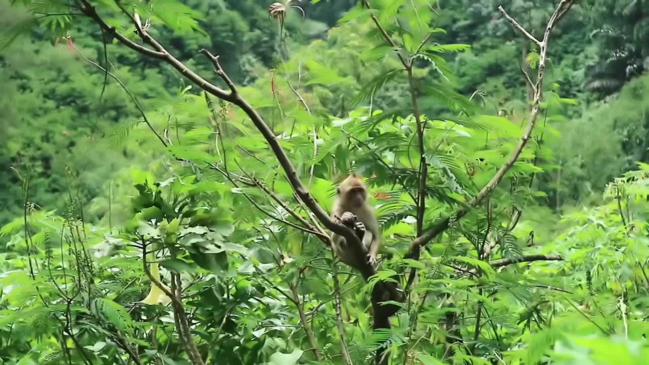 猴子在森林视频素材