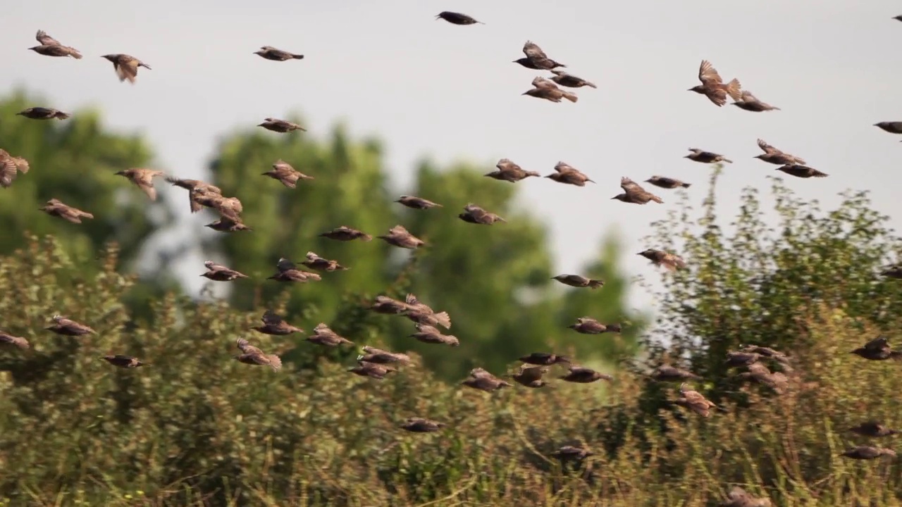 一群欧椋鸟(Sturnus vulgaris)飞来飞去-慢镜头视频素材