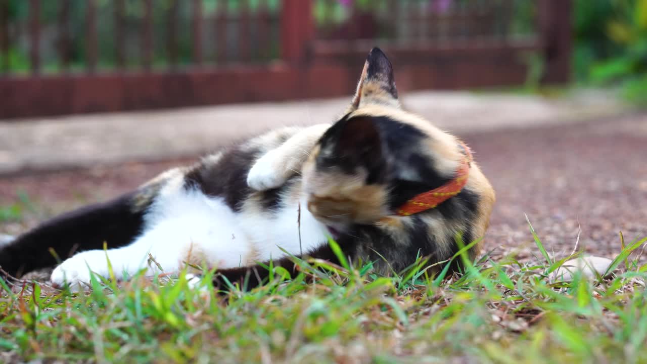 特写灰色条纹混血猫睡在地上视频素材