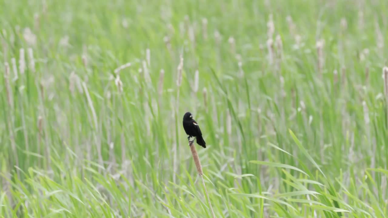 红翼黑鸟坐在香蒲上视频下载