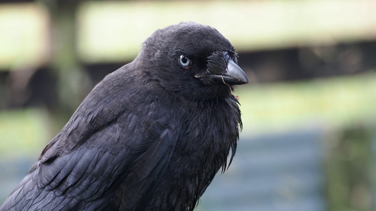 一只年轻的寒鸦，Corvus monedula，在安布尔赛德，湖区，英国。视频素材