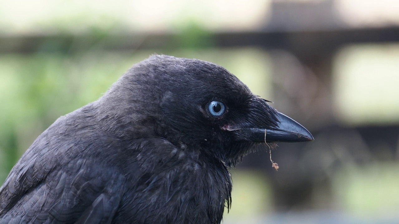 一只年轻的寒鸦，Corvus monedula，在安布尔赛德，湖区，英国。视频素材