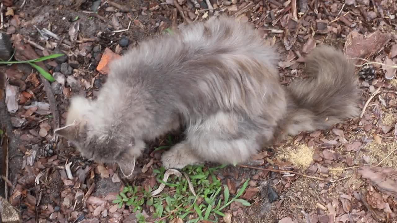 灰色瘦流浪猫俯视图视频素材