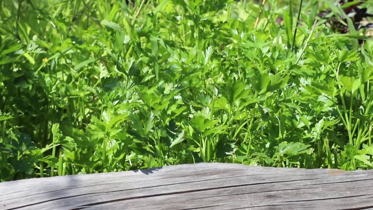 新鲜的欧芹幼苗在花园里的特写视频素材