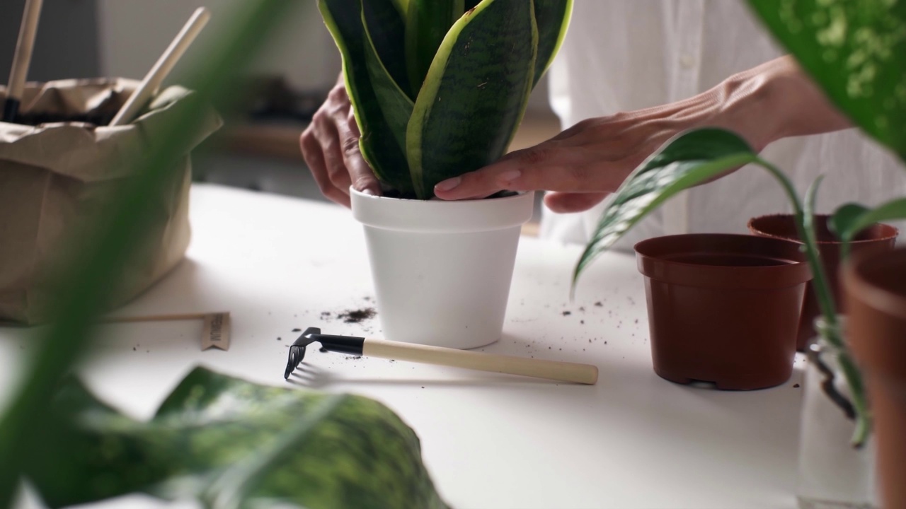 女人移植花盆。女园丁在桌上移植室内植物。概念照顾植物视频素材