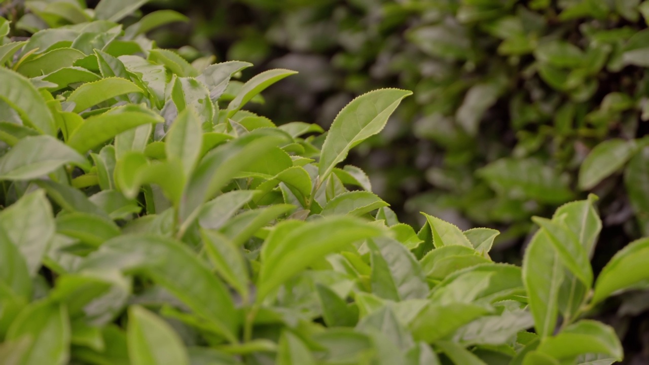 茶树的新鲜叶子生长在青山的种植园里视频素材