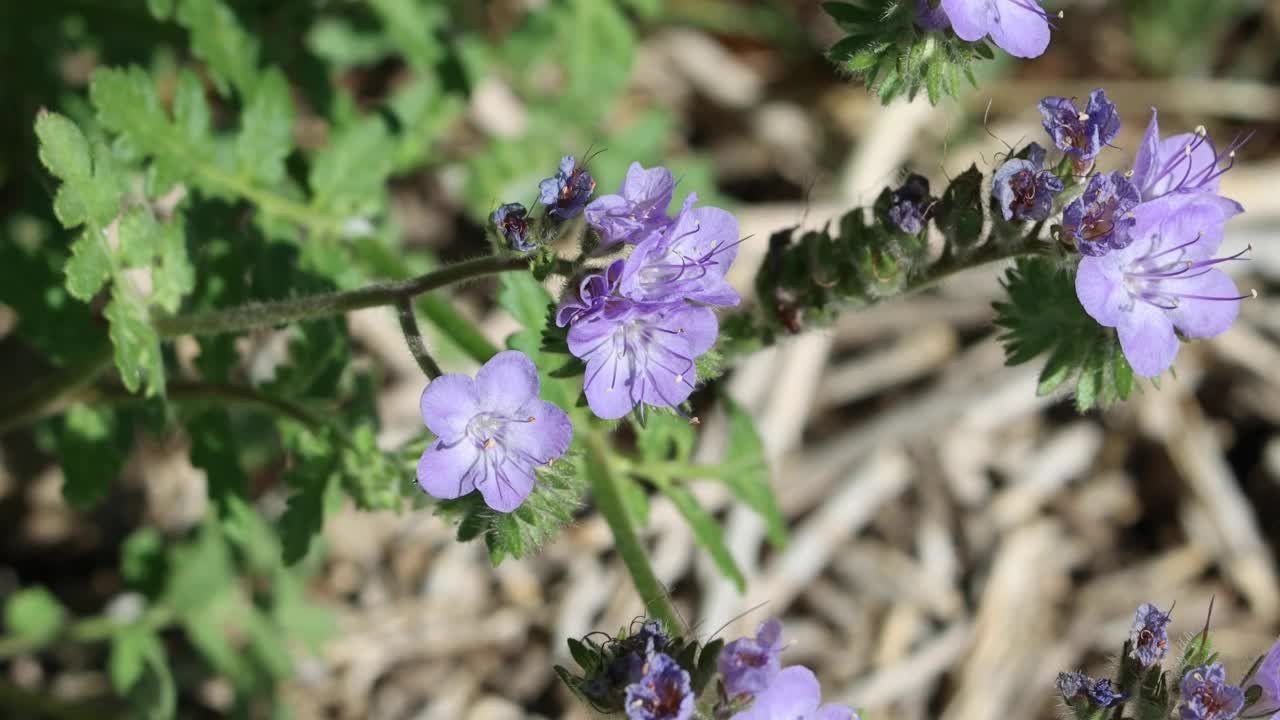 Phacelia Distans Bloom - Anza Borrego沙漠- 030922视频素材