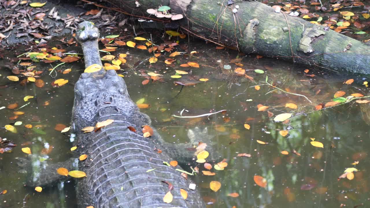 鳄鱼在湖里游泳视频素材