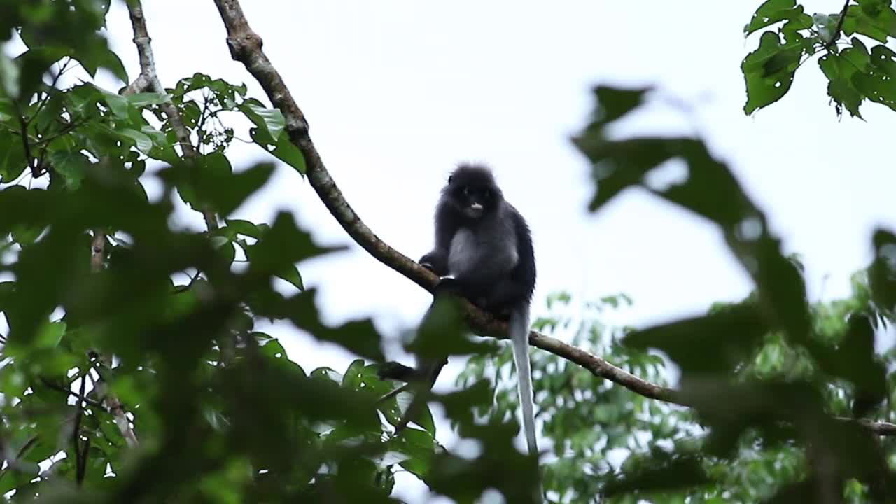 热带雨林中的暗叶猴或暗叶猴视频素材