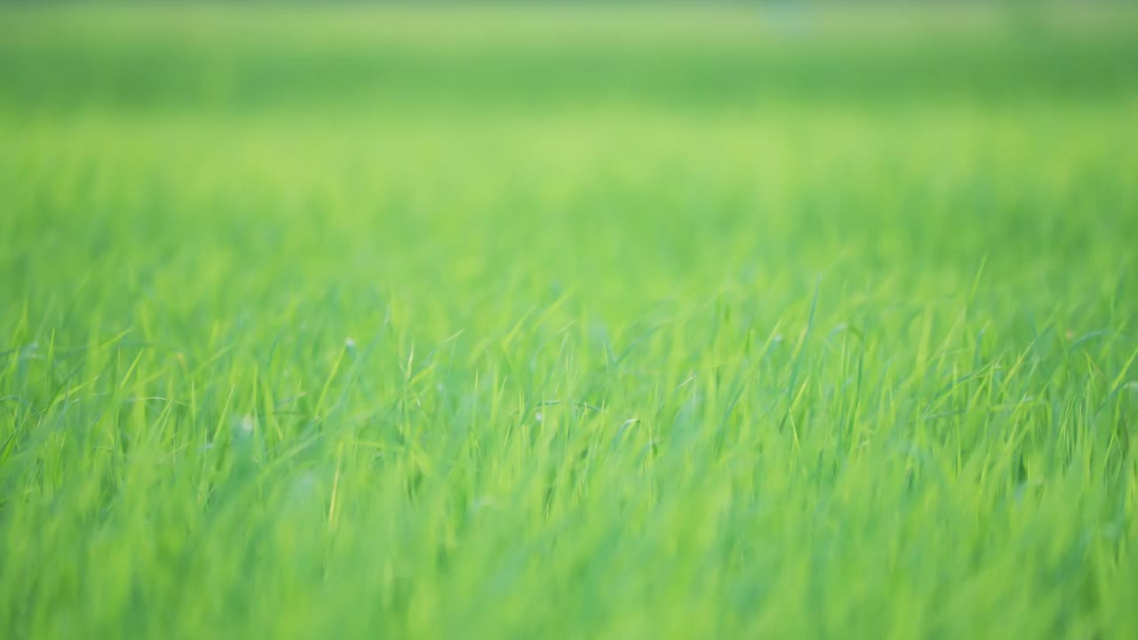 农村有机农场的绿色稻田视频素材