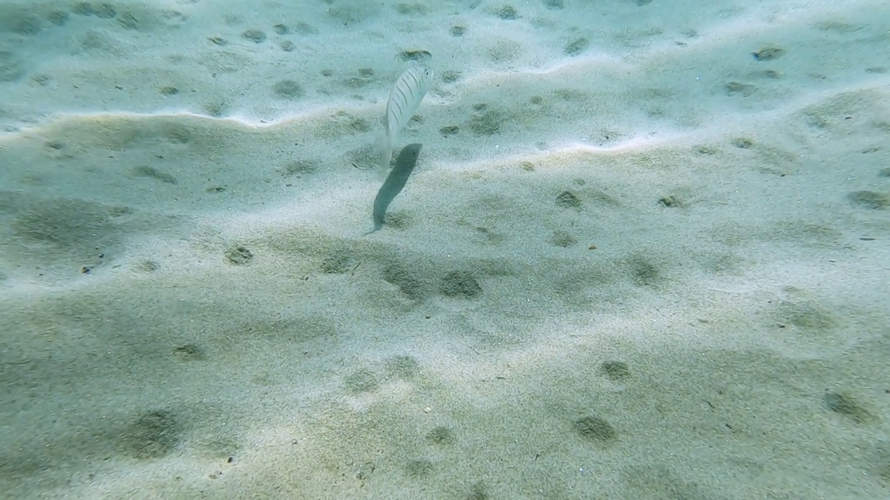 鱼在海里游视频素材