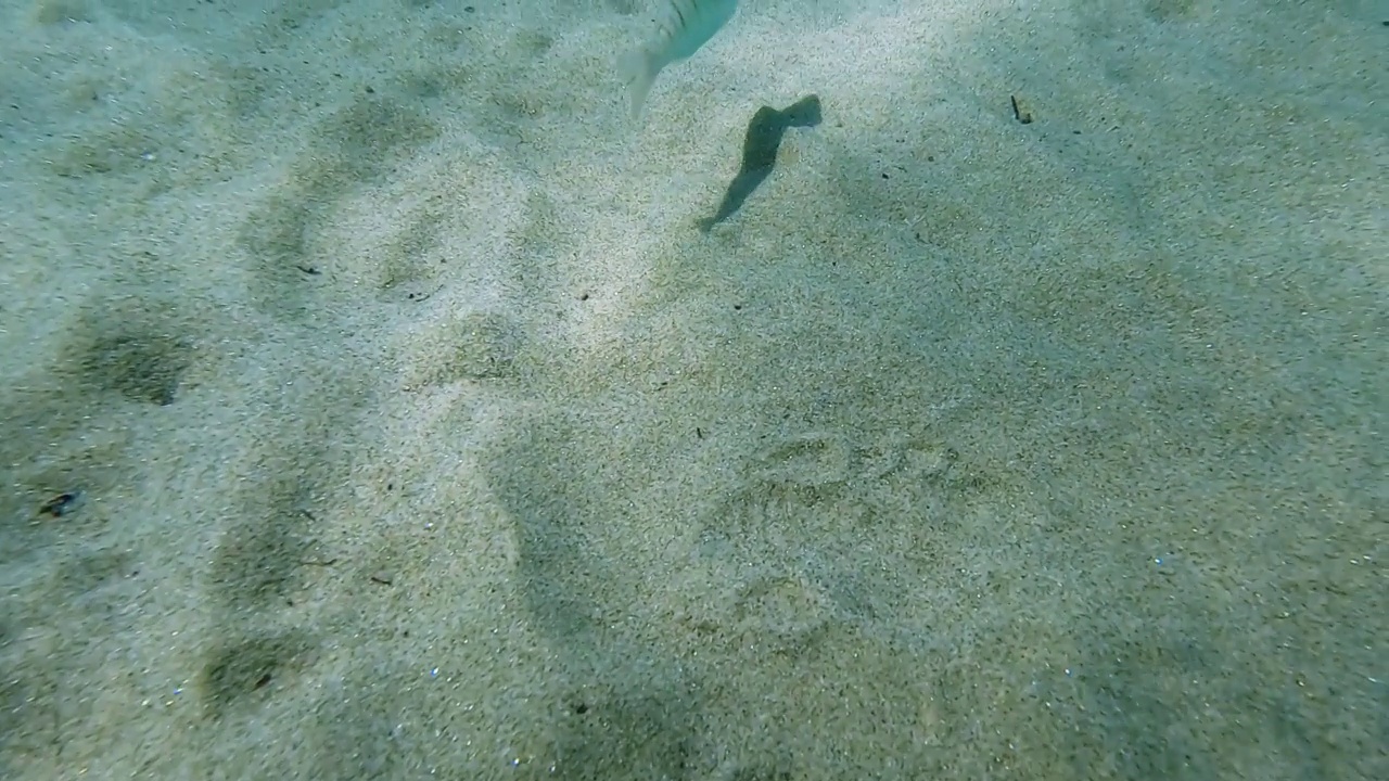 鱼在海里游视频素材