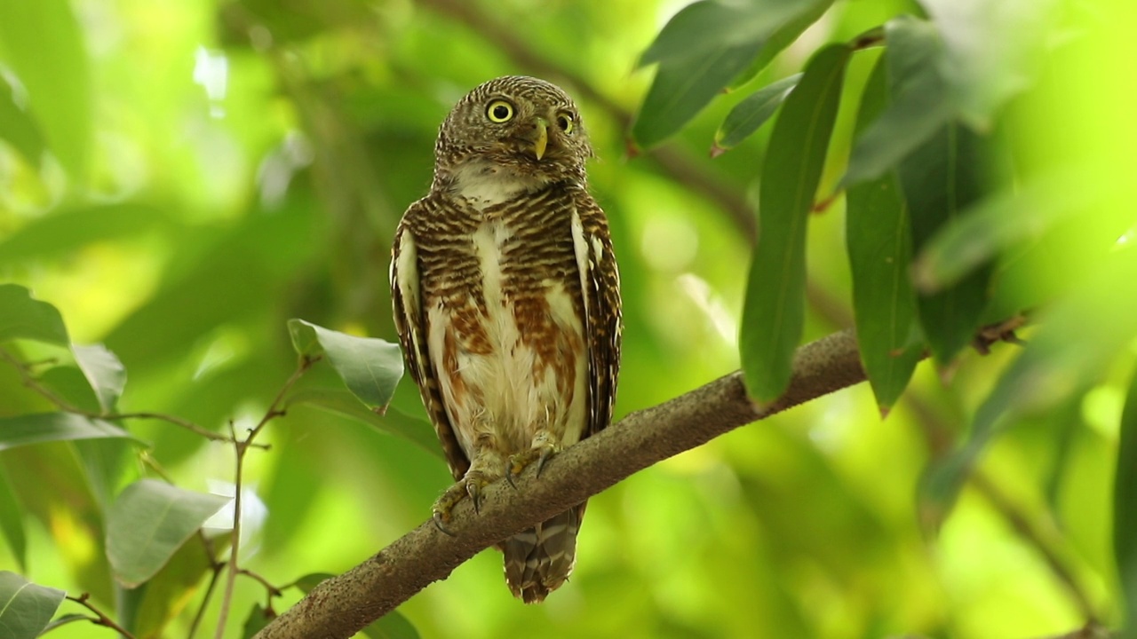 森林里树枝上的猫头鹰，亚洲横斑猫头鹰(Glaucidium cuculoides)视频素材