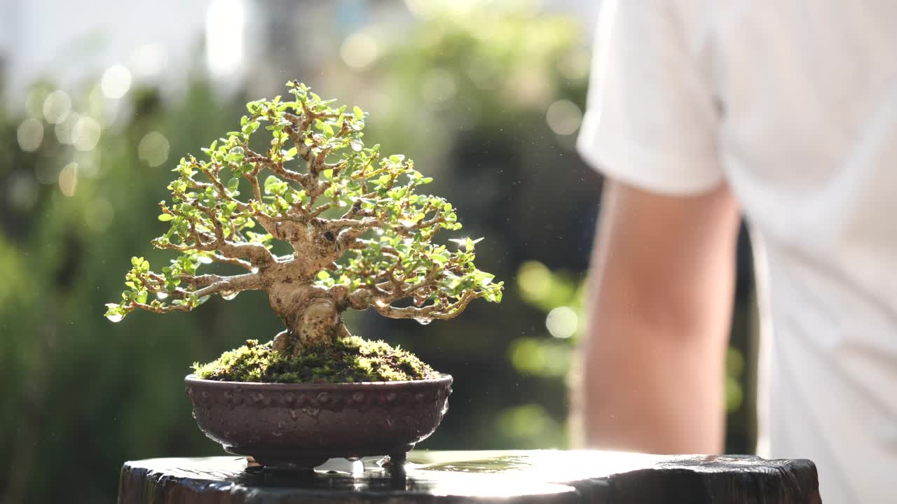 亚洲人喷水盆景树生长绿色盆景盆景在早晨的阳光自然居家花园背景下，慢动作。概念盆景，园艺，树，植物，浇水，生长，绿色视频素材