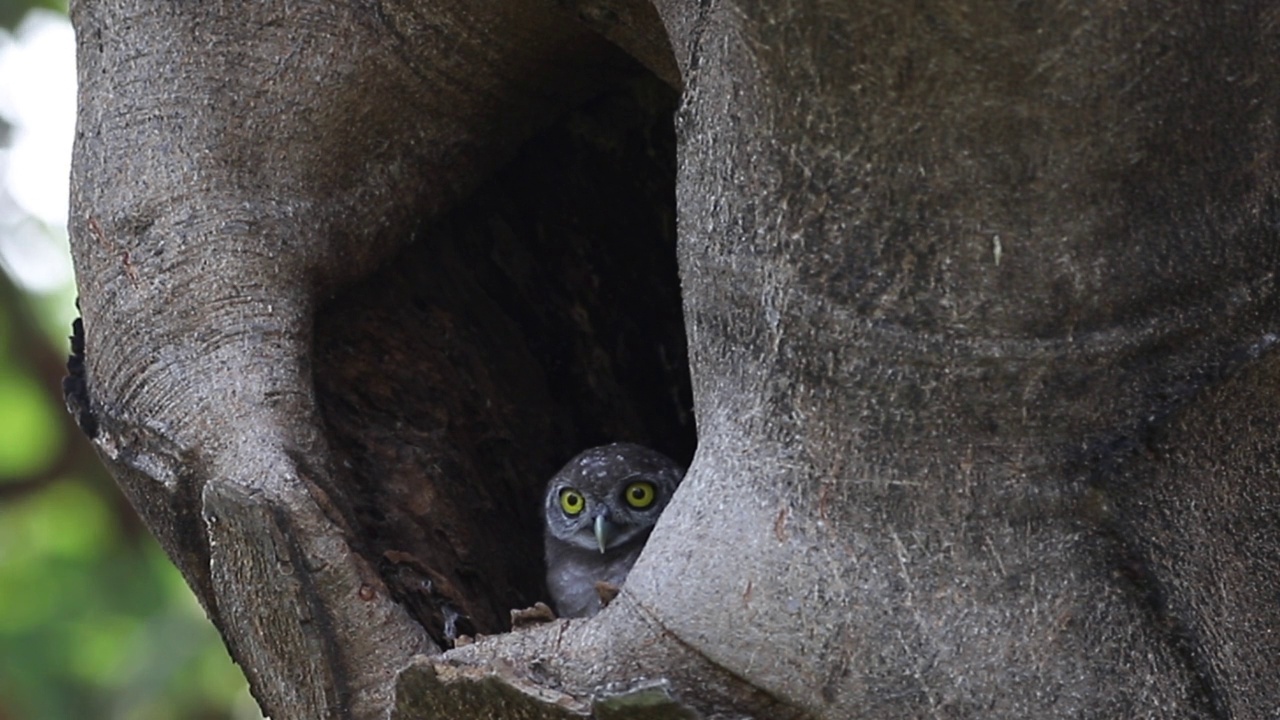 斑点猫头鹰(Athene brama)是一种小型猫头鹰，繁殖于亚洲热带地区，成对生活在自然界的树洞中视频素材