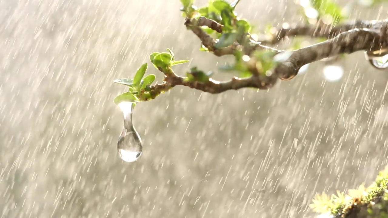 雨点从绿叶树上滴下。近照水滴在清晨的阳光自然背景，慢动作。水滴，自然，绿色，环境，生态，树叶，植物，新鲜的概念视频素材