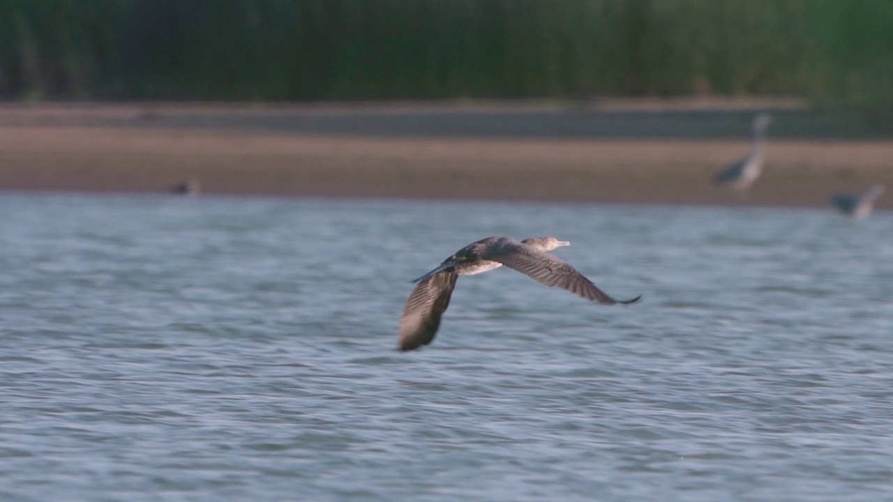 鸟——大鸬鹚(Phalacrocorax carbo)在一个阳光明媚的秋天飞过湖面。视频素材