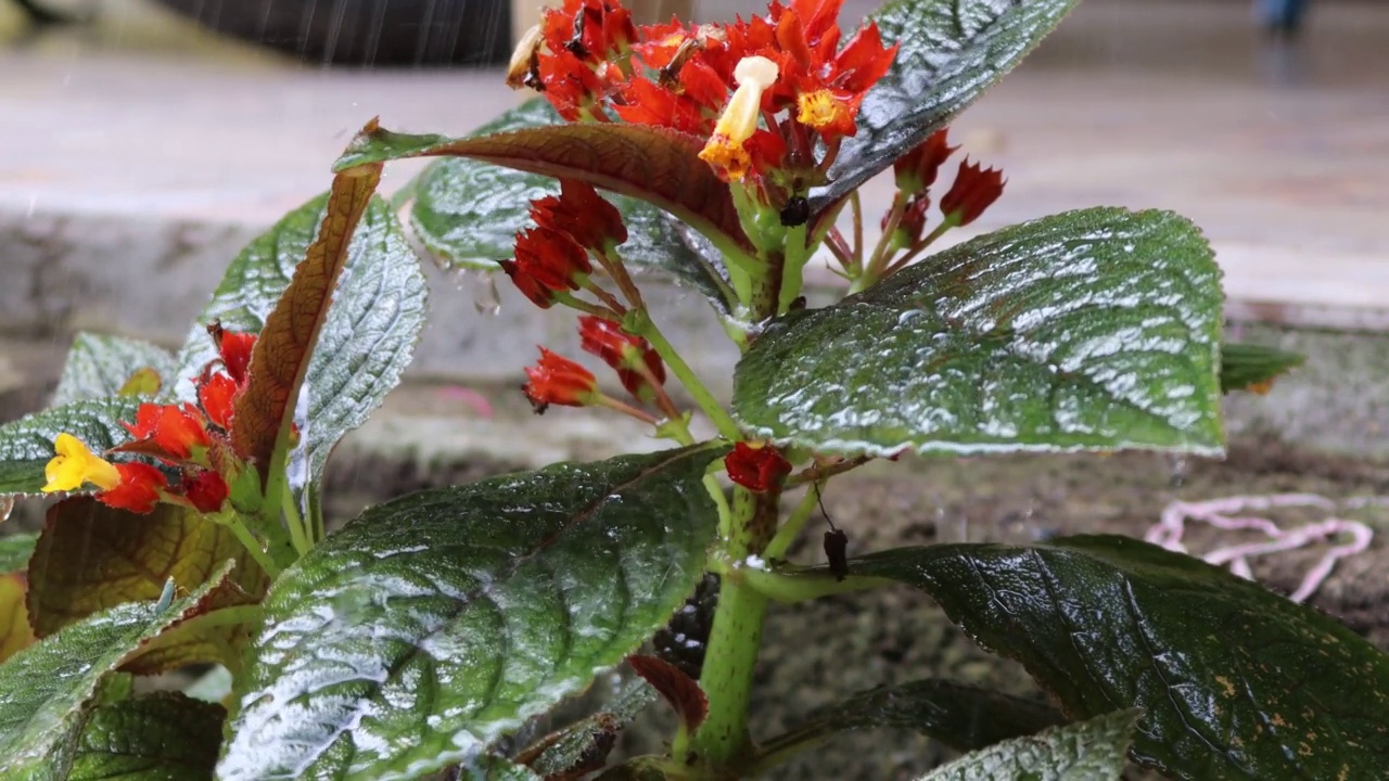 花暴露在雨中，在下午视频素材