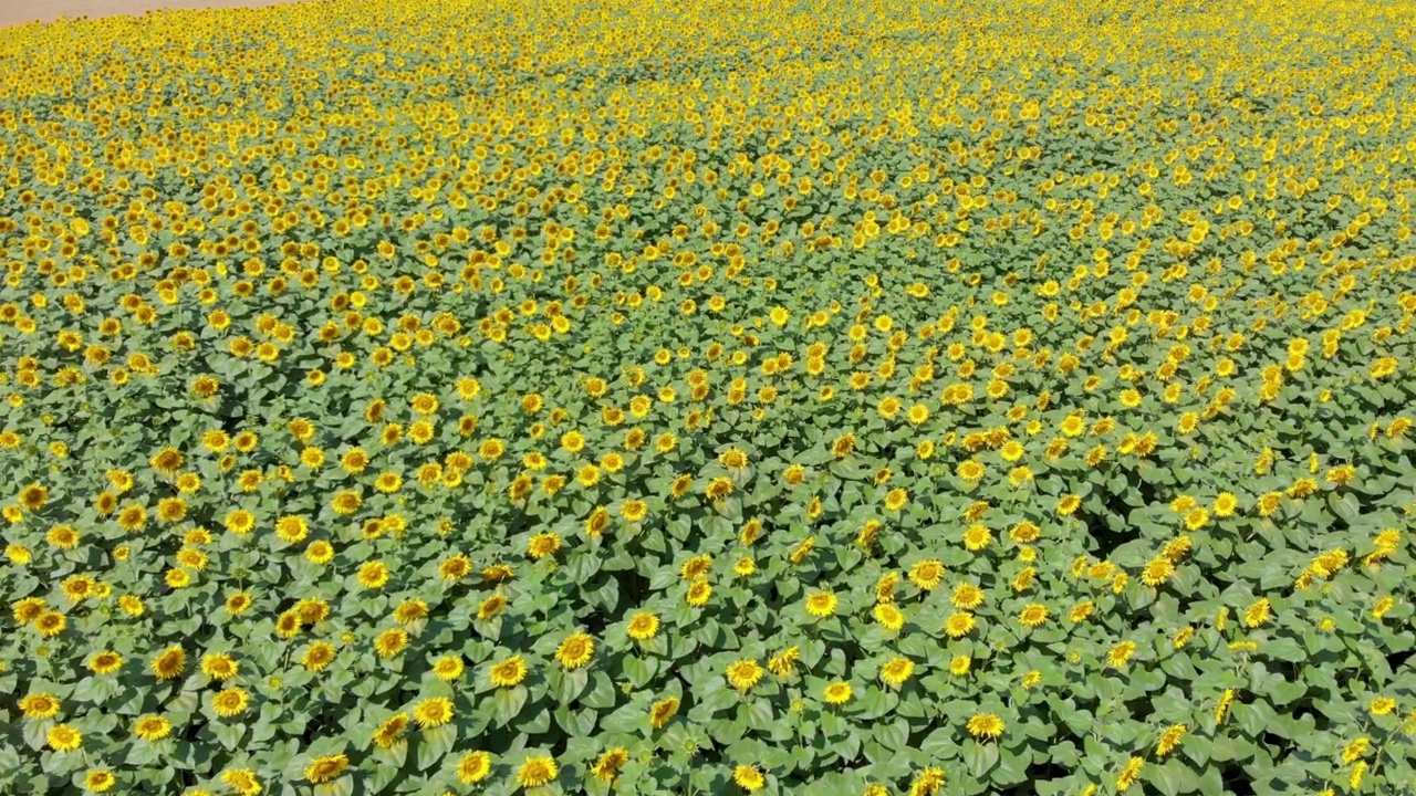 向日葵。黄色的花朵。绿色的树叶。无人机射击视频素材