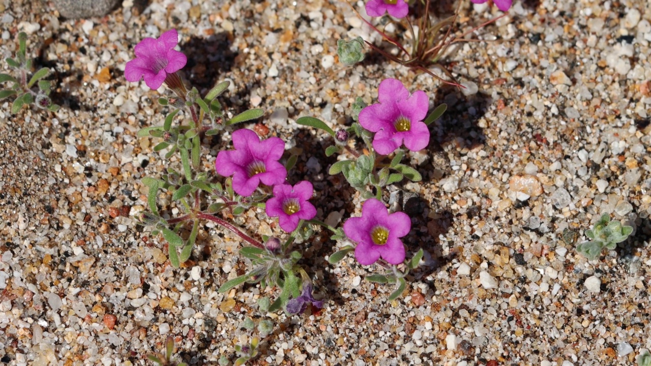 名字叫Demissa Bloom - Anza Borrego Desert - 030922视频素材